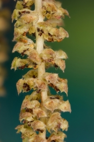 Gemeine Hasel (Corylus avellana) - männlicher Blütenstand